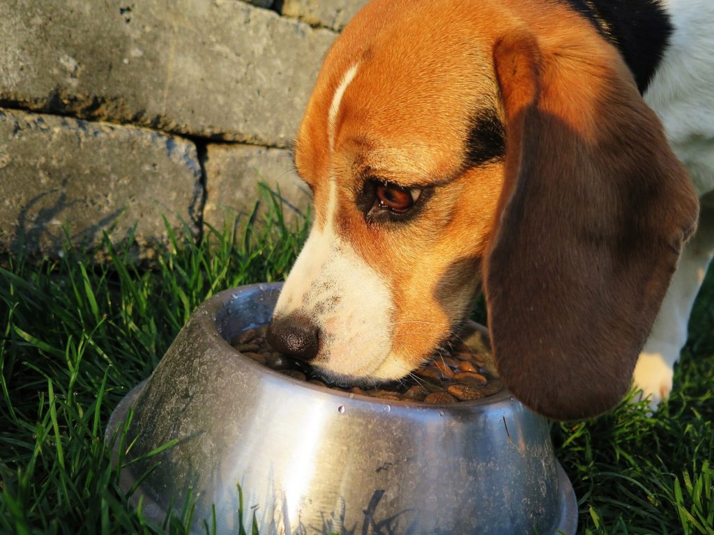Alimentos para perros