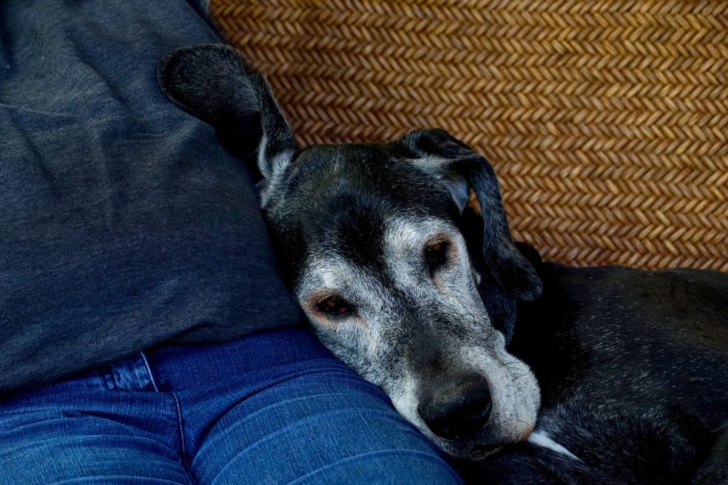 Perro viejito